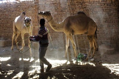 Mann mit zwei Kamelen