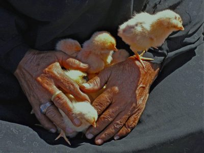 Kleine Kueken zwischen wettergezeichneten Haenden