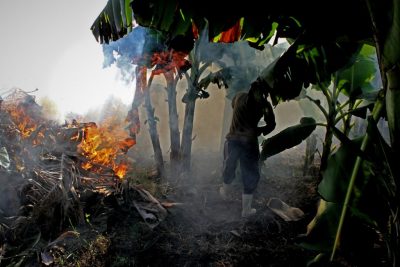 Erntezeit - Verbrennen trockener Blätter