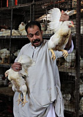 Verkaeufer zeigt zwei Hennen