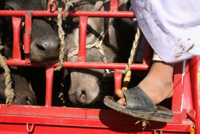Viehtransport Detailansicht