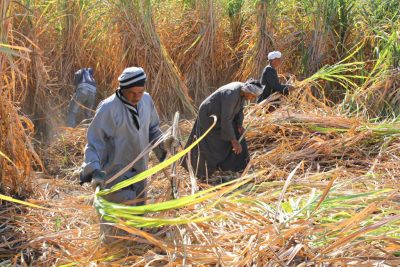 Arbeiter bei der Zuckerrohrente