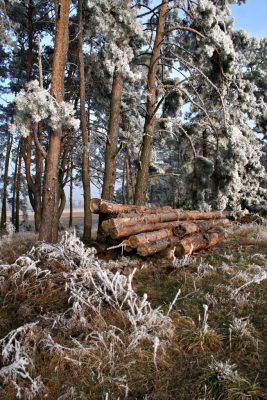 Reif auf Kiefern und Gräsern