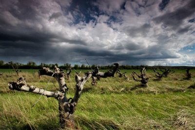 drohende dunkle Wolken über Landschaft mit toten Bäumen