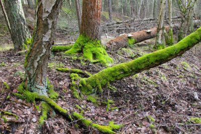 Bäume mit leuchtend grünem Moos