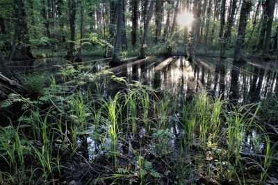 Weiher im Gegenlicht