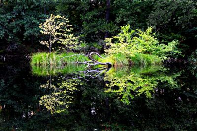 Gras und junge Bäume auf Insel in See