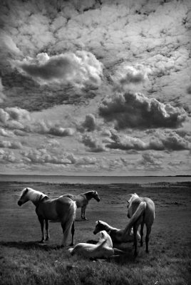 Pferde ruhen auf Wiese unter Wolkenhimmel