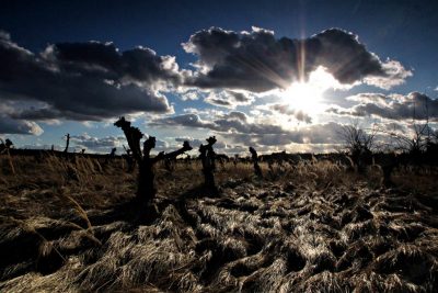 Alte Plantage und Wolken im Gegenlicht