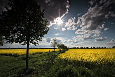 Weg mit jungen Bäumen durch Rapsfeld
