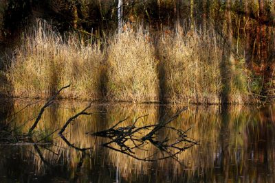 Schilf und Äste spiegeln sich im See