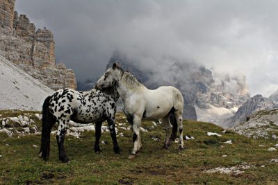 zwei Schimmel vor Gebirgslandschaft