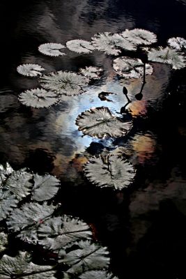 Seerosenblätter und Sonnenreflexe auf Wasser