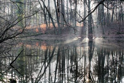 Bäume spiegeln sich im See